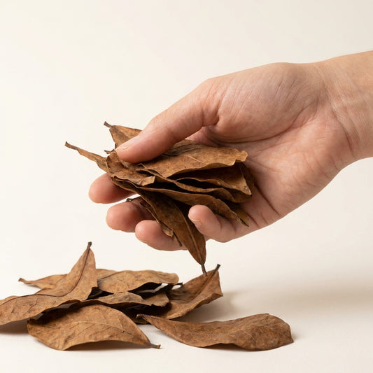 Foglie di Catappa per Caridine — Pack 25 — immagine 2