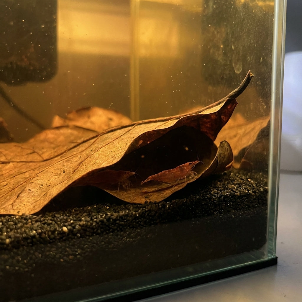 Foglie di Catappa XL per Acquario — Pack 10 — immagine 3