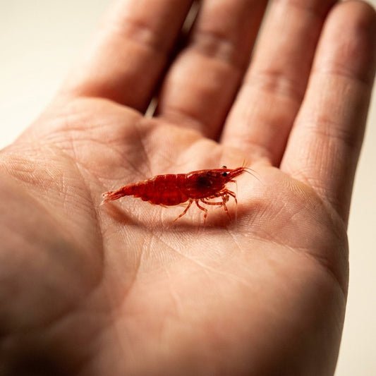 Neocaridina Red Cherry — 10 Caridine Vive — immagine 2