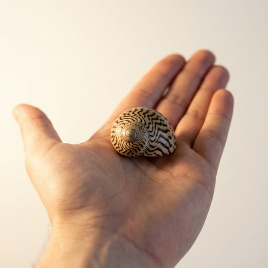 Lumache Nerite — 5 Lumache Vive Pulizia Acquario — immagine 2