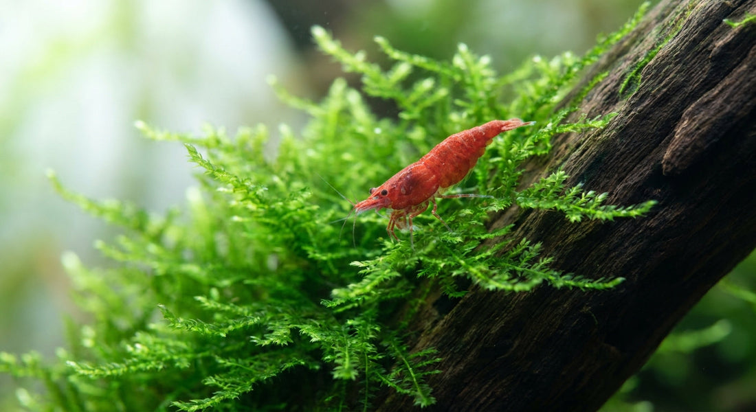 Scheda: Neocaridina Red Cherry