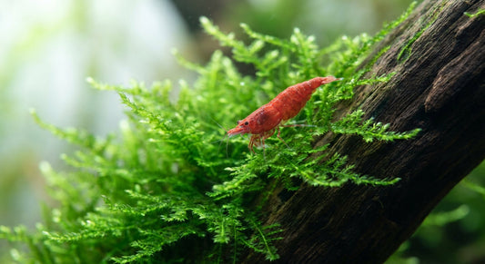 Scheda: Neocaridina Red Cherry