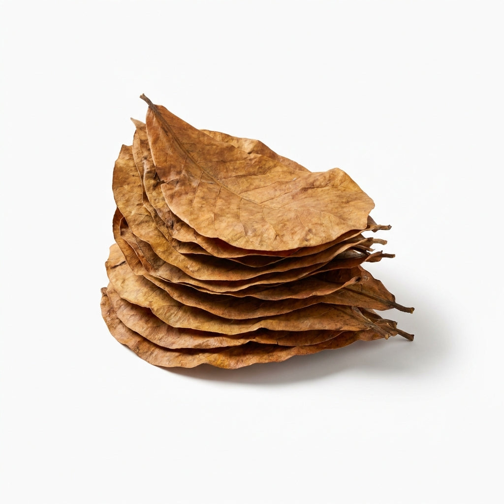 Foglie di Catappa per Caridine — Pack 10 — immagine 1
