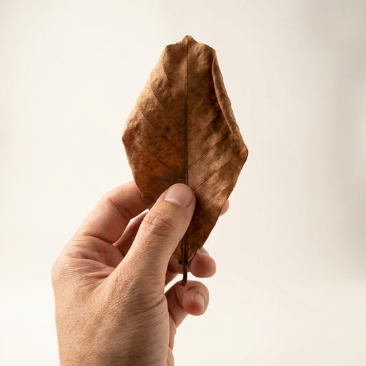 Foglie di Catappa per Caridine — Pack 10 — immagine 2