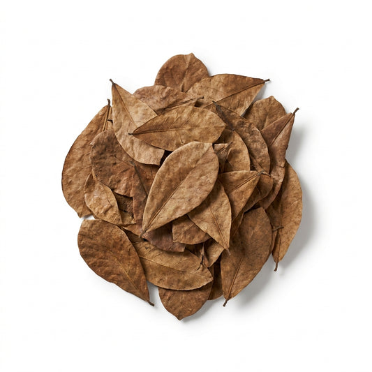 Foglie di Catappa per Caridine — Pack 25 — immagine 1