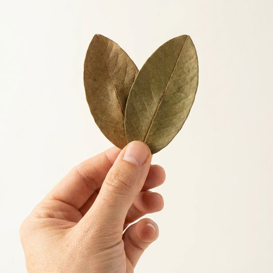 Foglie di Guava per Caridine — Pack 15 — immagine 2