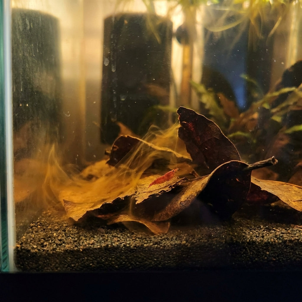 Corteccia di Catappa per Acquario — 50g — immagine 3