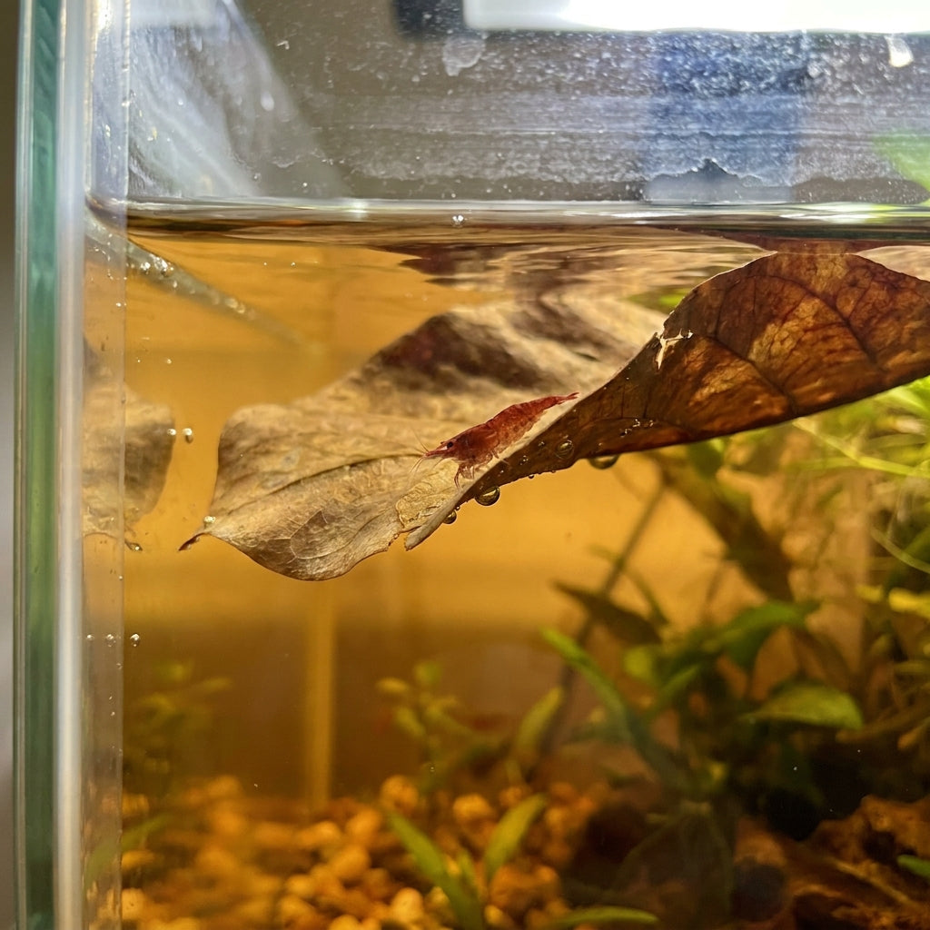 Foglie di Mandorlo Indiano per Acquario — Pack 20 — immagine 3
