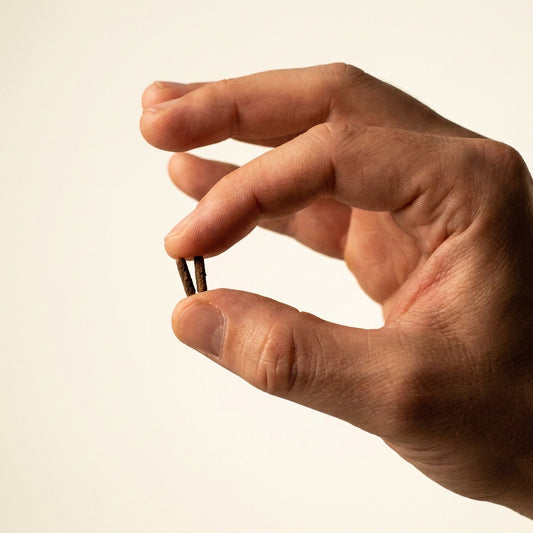 Ebi Stick — Bastoncini Batterici per Caridine — immagine 2
