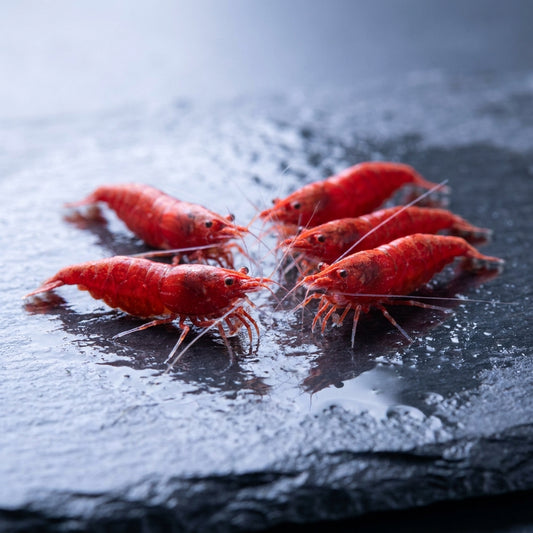 Neocaridina Red Cherry — 10 Caridine Vive — immagine 1