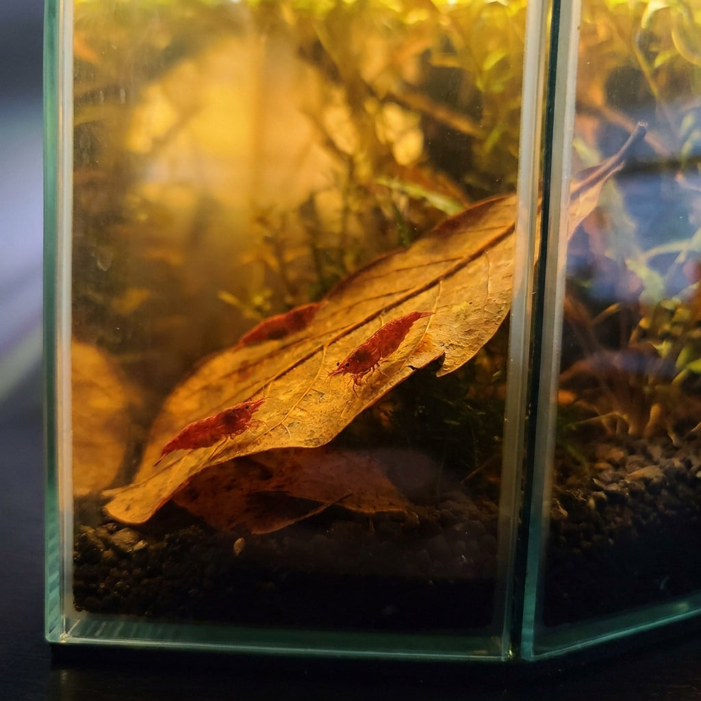 Neocaridina Red Cherry — 10 Caridine Vive — immagine 3