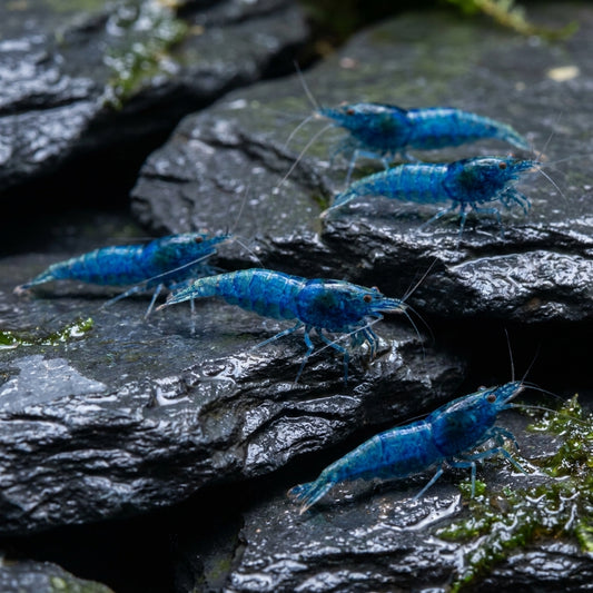 Neocaridina Blue Dream — 10 Caridine Vive Blu — immagine 1