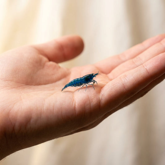 Neocaridina Blue Dream — 10 Caridine Vive Blu — immagine 2