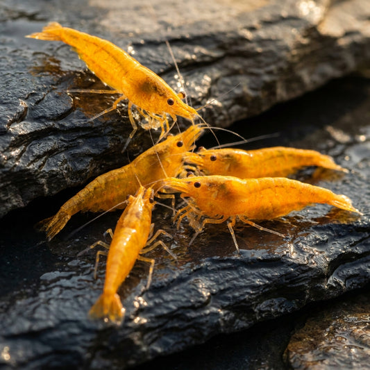 Neocaridina Yellow e Orange — 10 Caridine Vive — immagine 1
