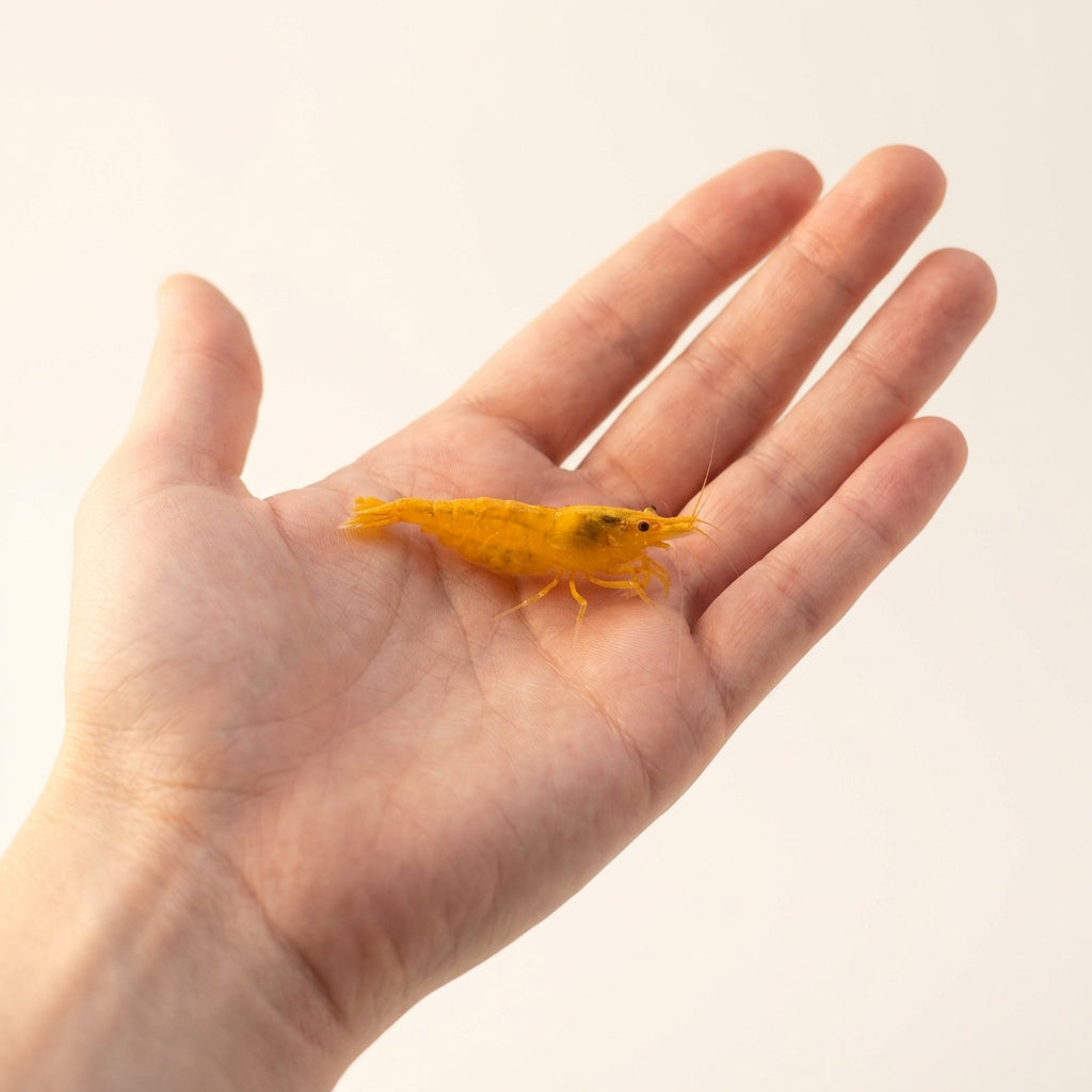 Neocaridina Yellow e Orange — 10 Caridine Vive — immagine 2