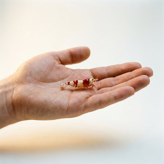 Caridina Crystal Red — 5 Caridine Vive Grade S — immagine 2