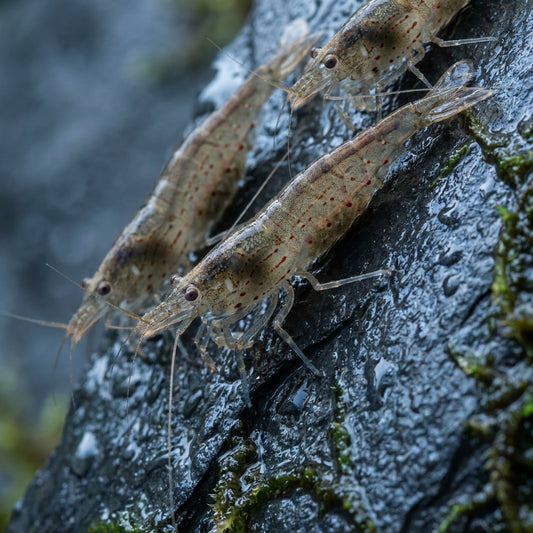 Amano Shrimp — 10 Gamberetti Vivi Pulizia Alghe — immagine 1