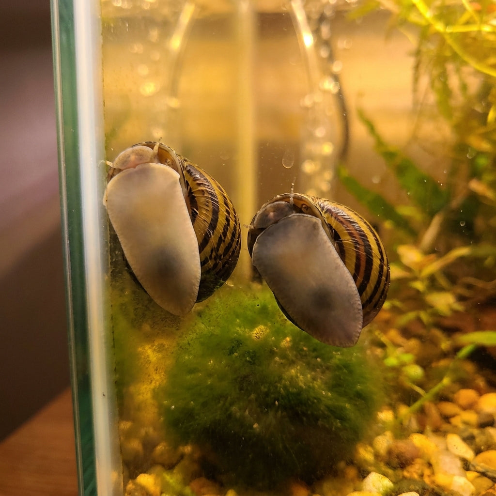 Lumache Nerite — 5 Lumache Vive Pulizia Acquario — immagine 3